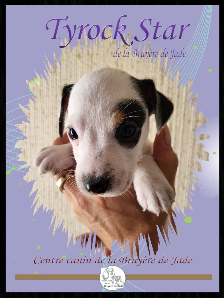 de la Bruyère de Jade - Chiot disponible  - Jack Russell Terrier