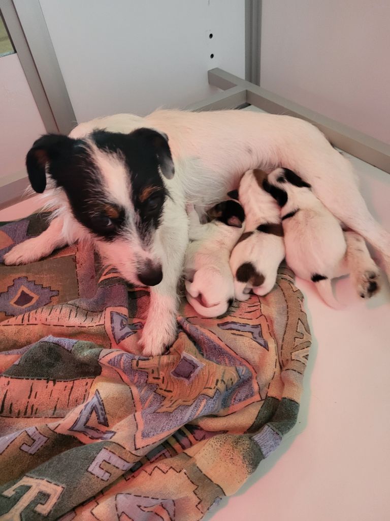 chiot Jack Russell Terrier de la Bruyère de Jade