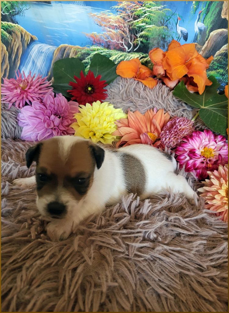 de la Bruyère de Jade - Chiot disponible  - Jack Russell Terrier