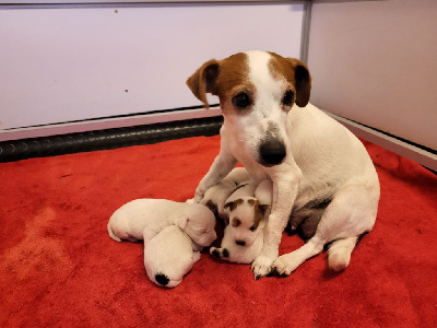 de la Bruyère de Jade - Jack Russell Terrier - Portée née le 26/04/2022