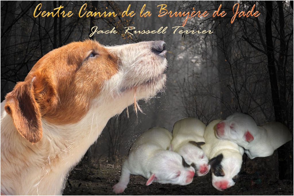 de la Bruyère de Jade - Jack Russell Terrier - Portée née le 25/12/2021