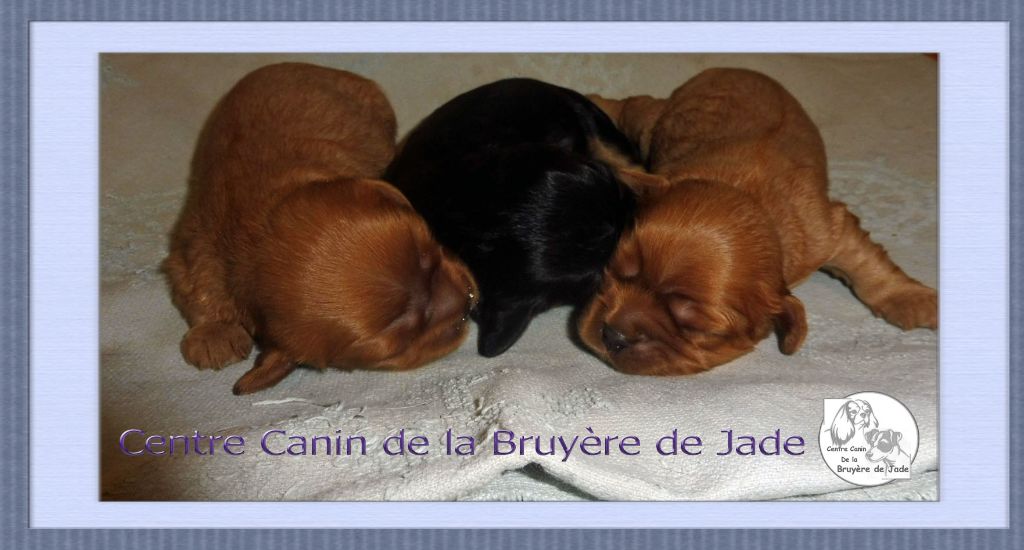 de la Bruyère de Jade - Cavalier King Charles Spaniel - Portée née le 17/08/2020