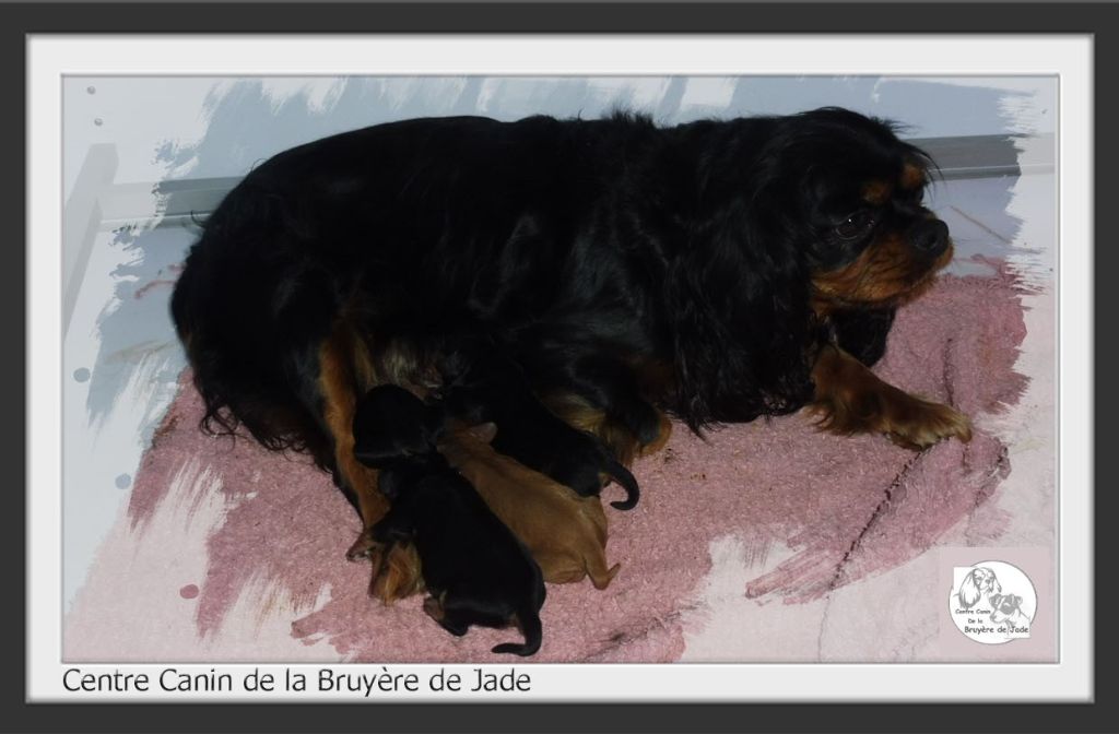 de la Bruyère de Jade - Cavalier King Charles Spaniel - Portée née le 27/01/2020