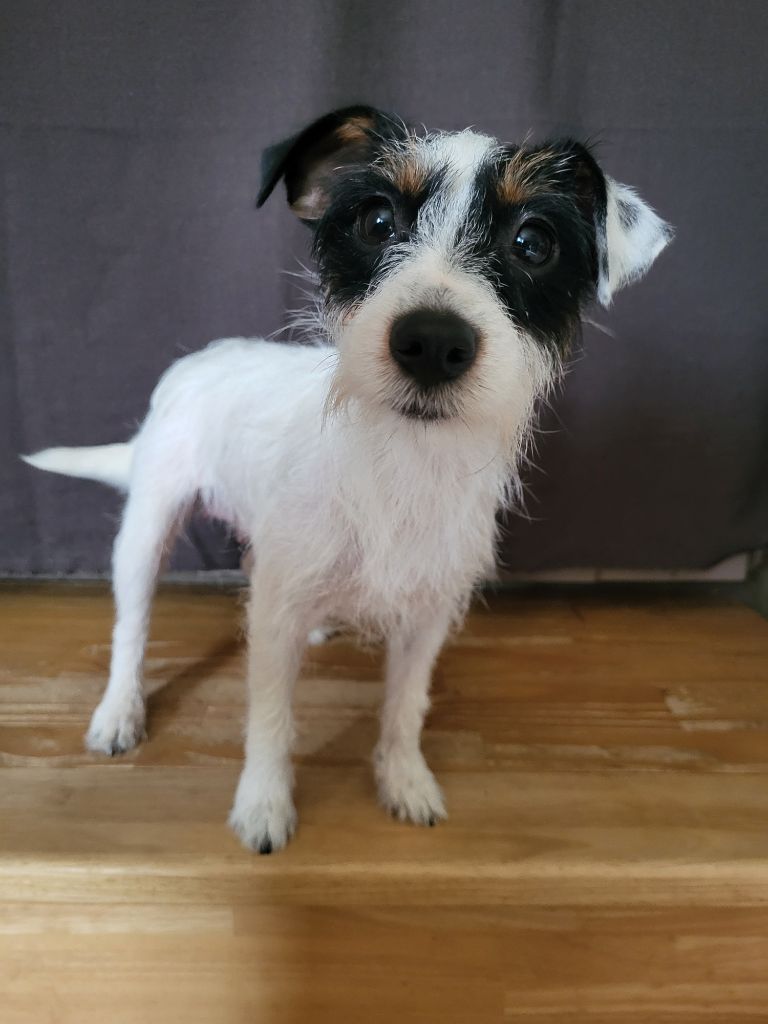 Tessa for ever de la Bruyère de Jade