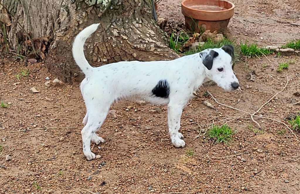 Jeune Adulte Jack Russell Terrier