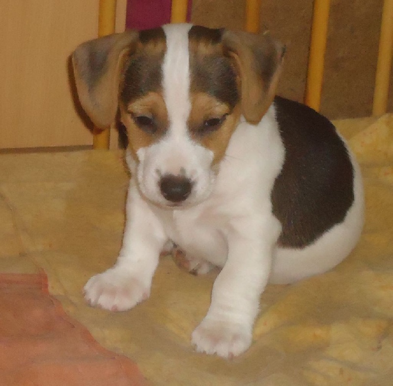 de la Bruyère de Jade - Jack Russell Terrier - Portée née le 10/03/2015