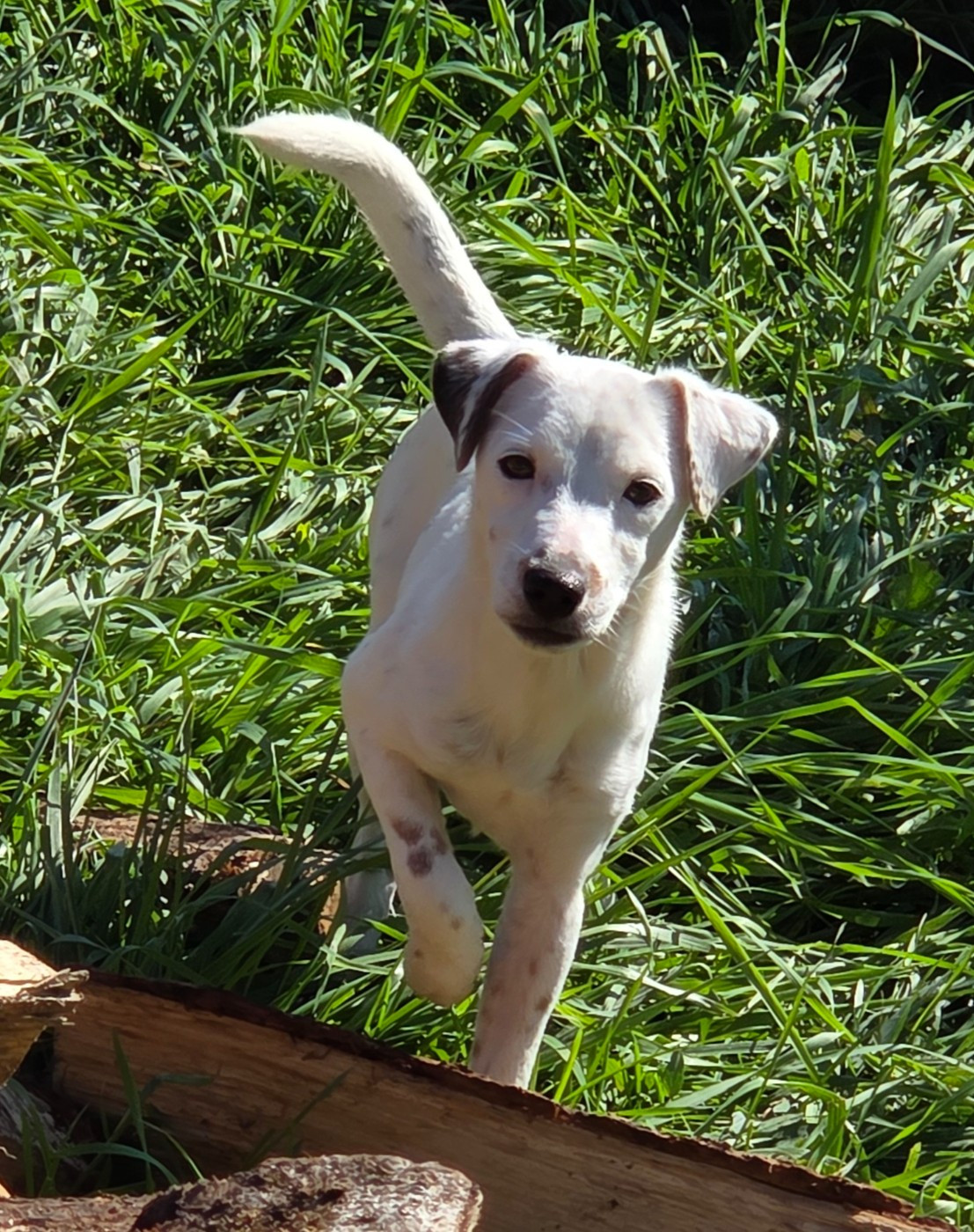de la Bruyère de Jade - Chiots disponibles - Jack Russell Terrier