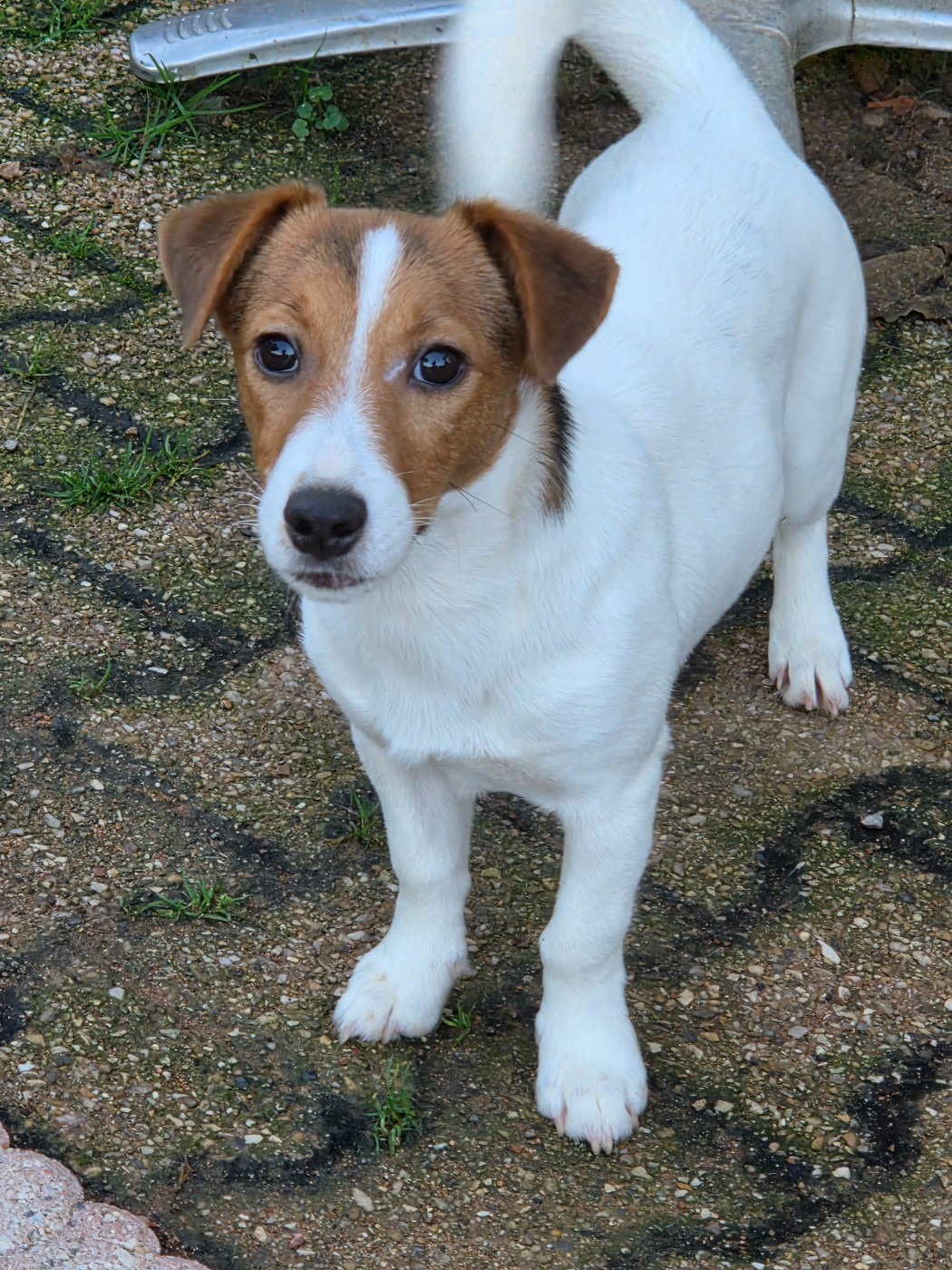 de la Bruyère de Jade - Chiots disponibles - Jack Russell Terrier