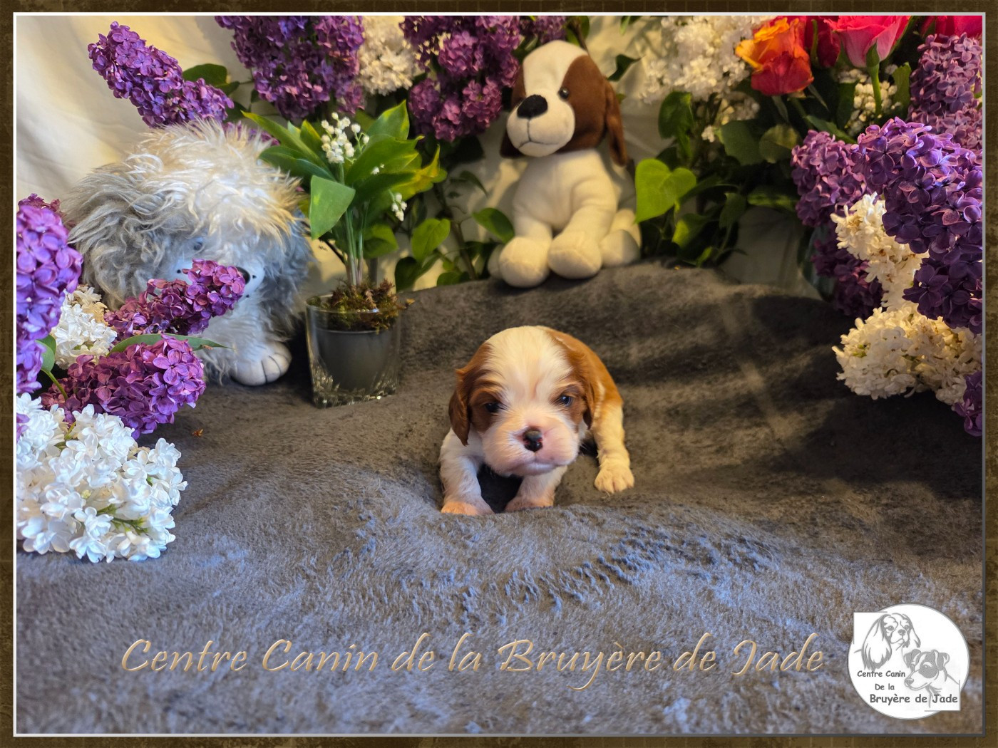 de la Bruyère de Jade - Chiots disponibles - Cavalier King Charles Spaniel