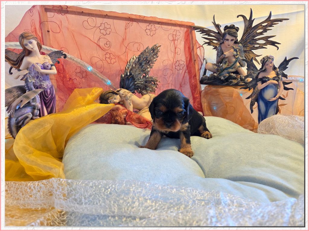 de la Bruyère de Jade - Chiots disponibles - Cavalier King Charles Spaniel