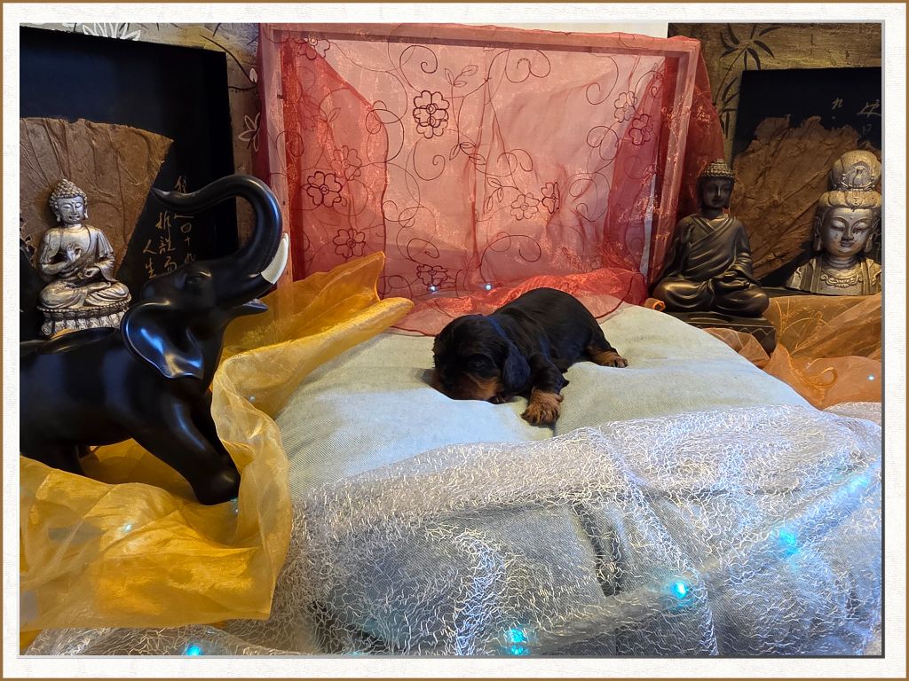 de la Bruyère de Jade - Chiots disponibles - Cavalier King Charles Spaniel