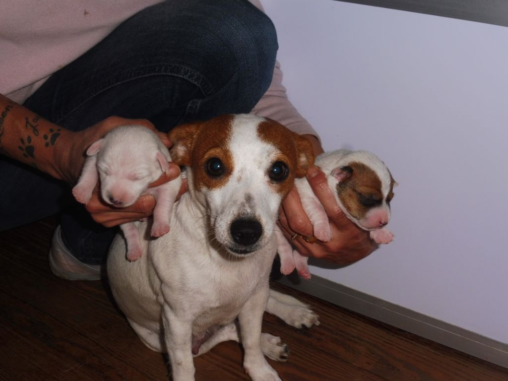 Chiot Jack Russell Terrier de la Bruyère de Jade