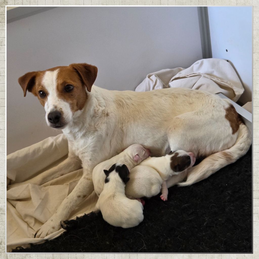 de la Bruyère de Jade - Jack Russell Terrier - Portée née le 07/05/2025