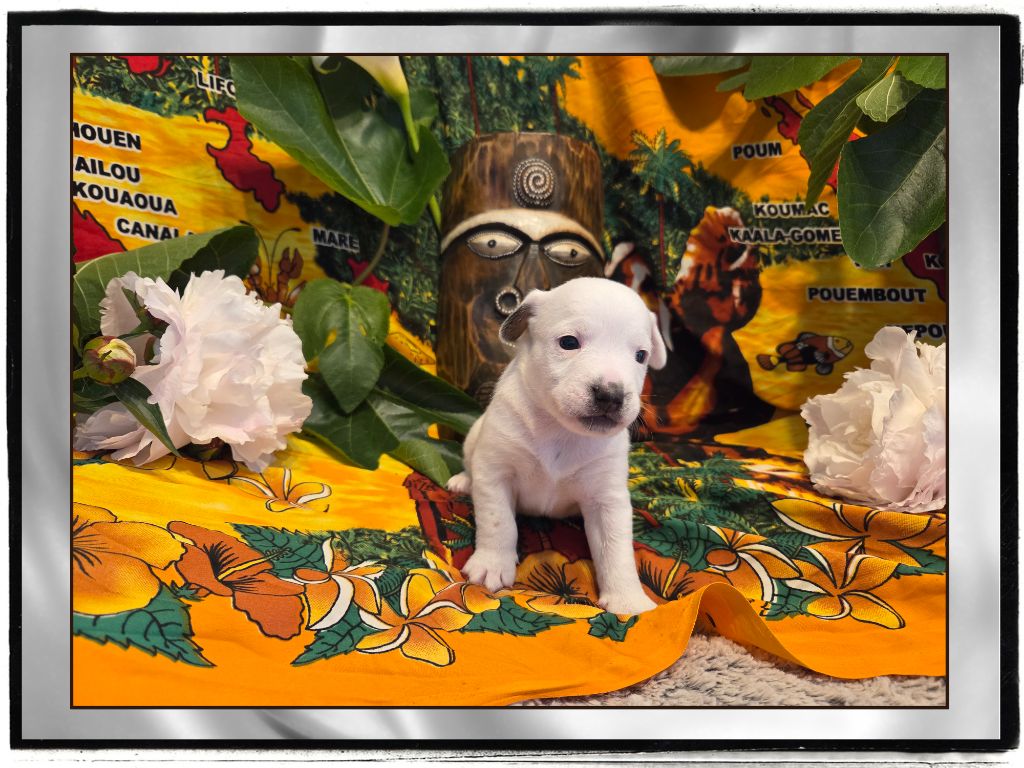 de la Bruyère de Jade - Chiots disponibles - Jack Russell Terrier