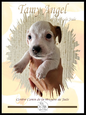 CHIOT 3 : TAMY ANGEL