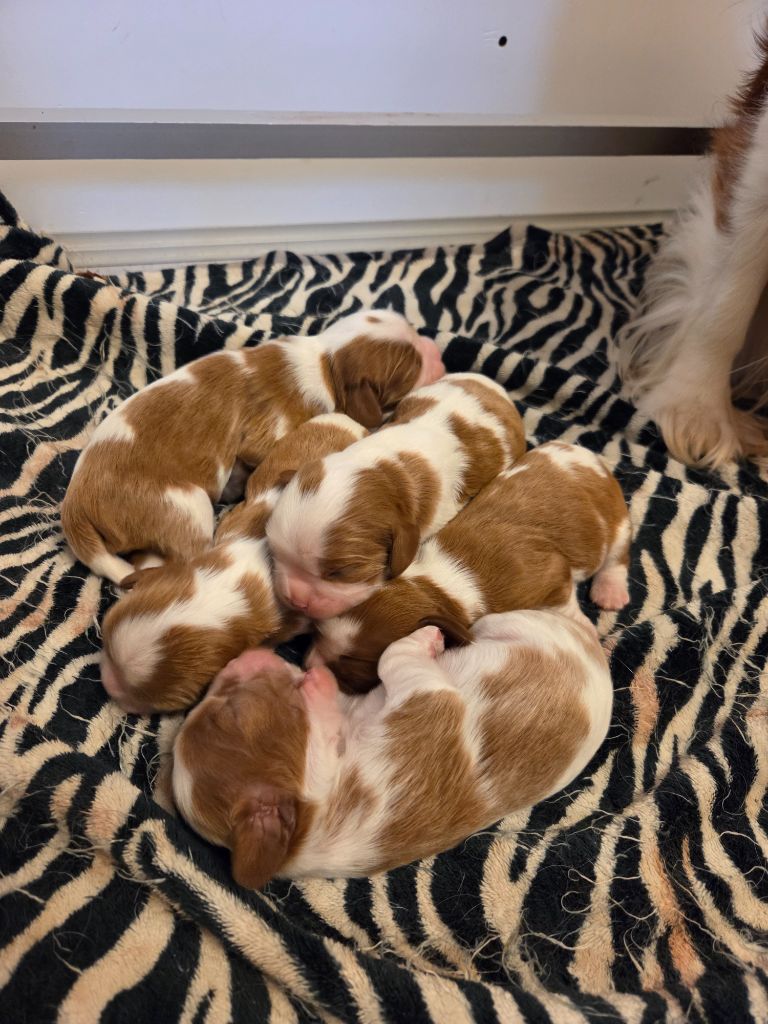 de la Bruyère de Jade - Cavalier King Charles Spaniel - Portée née le 11/09/2025