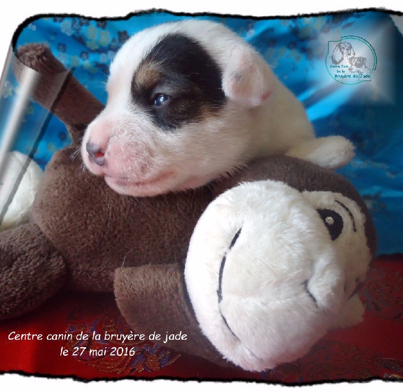de la Bruyère de Jade - Jack Russell Terrier - Portée née le 14/05/2016