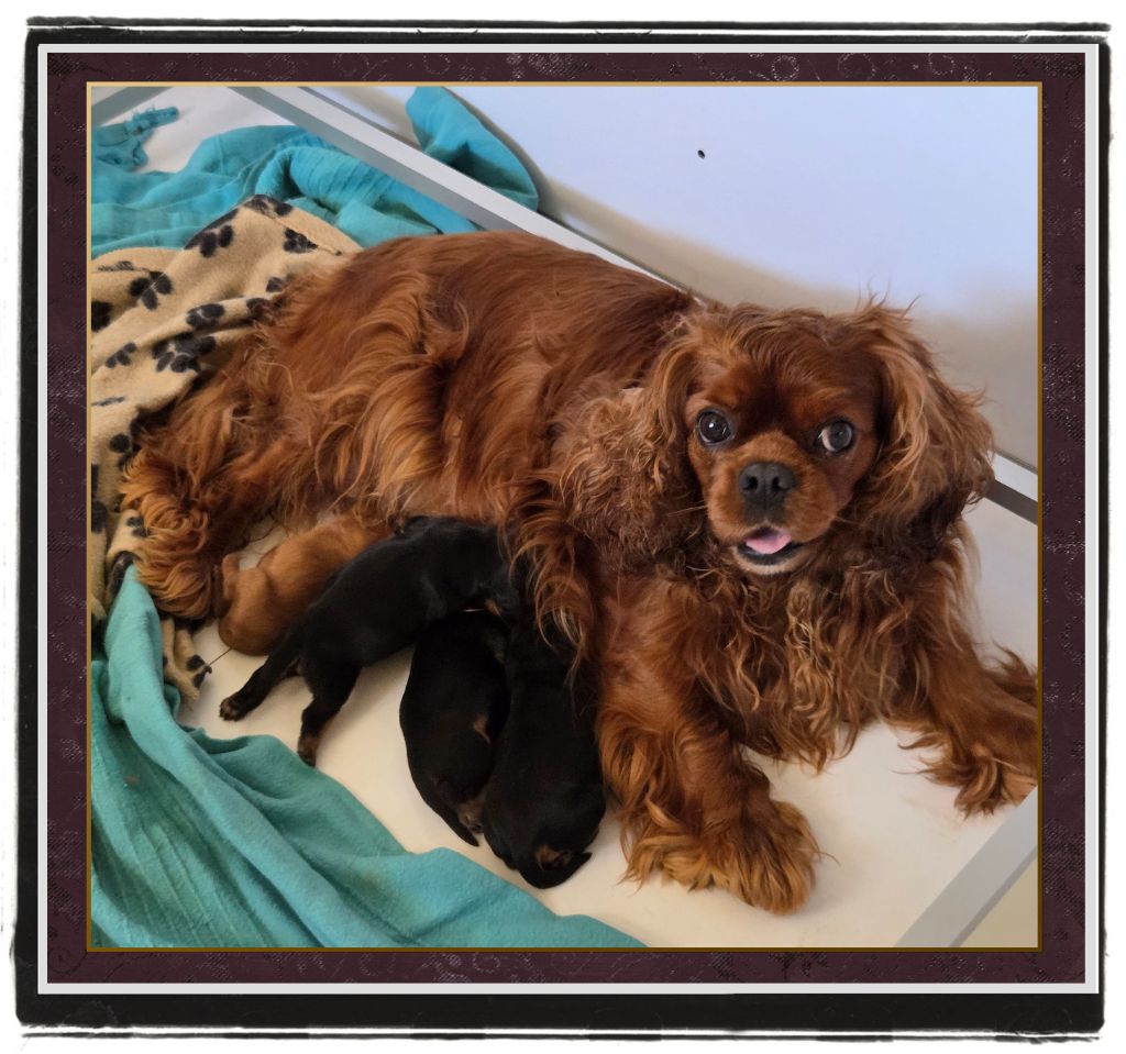 Chiot Cavalier King Charles Spaniel de la Bruyère de Jade