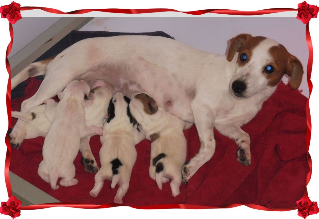 de la Bruyère de Jade - Jack Russell Terrier - Portée née le 14/11/2019