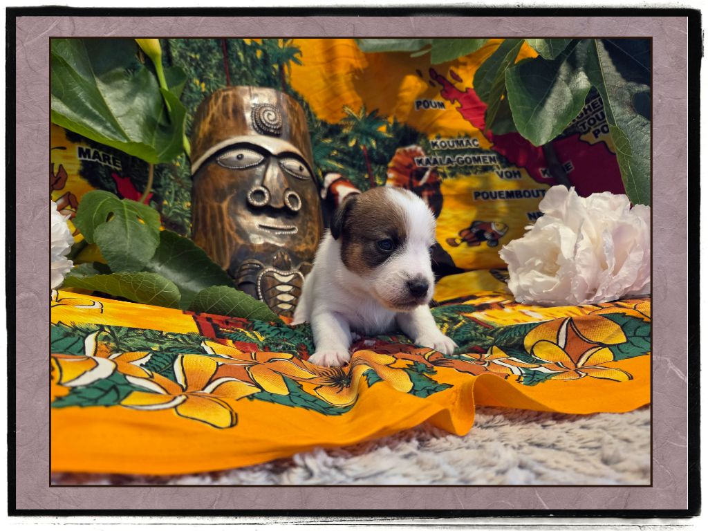 de la Bruyère de Jade - Chiots disponibles - Jack Russell Terrier